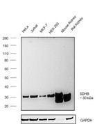 SDHB Antibody in Western Blot (WB)