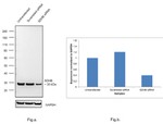 SDHB Antibody in Western Blot (WB)