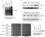 Actin Antibody in Western Blot (WB)