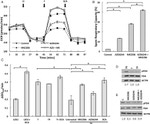 PDHA1 Antibody in Western Blot (WB)