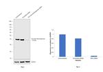 PDHA1 Antibody in Western Blot (WB)