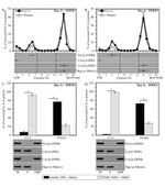 Porin Antibody in Western Blot (WB)