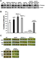 Porin Antibody in Western Blot (WB)