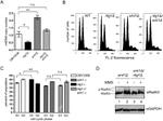 Porin Antibody in Western Blot (WB)