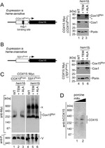 Porin Antibody in Western Blot (WB)