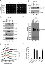 Porin Antibody in Western Blot (WB)