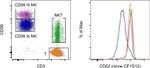 CD52 Antibody