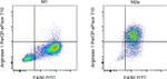 Arginase 1 Antibody in Flow Cytometry (Flow)