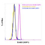 ErbB3 (HER-3) Antibody