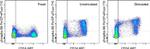 Phospho-S6 (Ser235, Ser236) Antibody in Flow Cytometry (Flow)