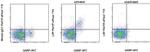 LAP (Latency Associated peptide) Antibody in Flow Cytometry (Flow)