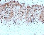 c-Myc Oncoprotein Antibody in Immunohistochemistry (Paraffin) (IHC (P))