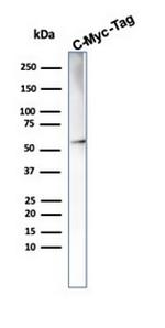 c-Myc Oncoprotein Antibody in Western Blot (WB)