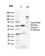 MyoD1 Antibody in SDS-PAGE (SDS-PAGE)