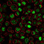 Nucleolin (Marker of Human Cells) Antibody in Immunocytochemistry (ICC/IF)