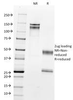 Nucleolin (Marker of Human Cells) Antibody in SDS-PAGE (SDS-PAGE)