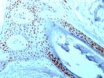 Nucleolin (Marker of Human Cells) Antibody in Immunohistochemistry (Paraffin) (IHC (P))