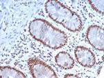 Nucleolin (Marker of Human Cells) Antibody in Immunohistochemistry (Paraffin) (IHC (P))