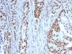 Nucleolin (Marker of Human Cells) Antibody in Immunohistochemistry (Paraffin) (IHC (P))