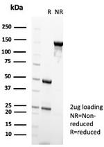 Nucleolin (Marker of Human Cells) Antibody in SDS-PAGE (SDS-PAGE)