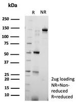 Nucleolin (Marker of Human Cells) Antibody in SDS-PAGE (SDS-PAGE)