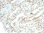 Nucleolin (Marker of Human Cells) Antibody in Immunohistochemistry (Paraffin) (IHC (P))