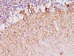 Neurofilament (NF-H) (Neuronal Marker) Antibody in Immunohistochemistry (Paraffin) (IHC (P))