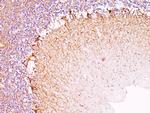 Neurofilament (NF-H) (Neuronal Marker) Antibody in Immunohistochemistry (Paraffin) (IHC (P))