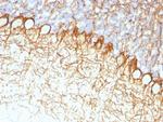 Neurofilament (NF-H) (Neuronal Marker) Antibody in Immunohistochemistry (Paraffin) (IHC (P))