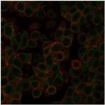 NEUROD2 (Neurogenic Differentiation 2) (Transcription Factor) Antibody in Immunocytochemistry (ICC/IF)