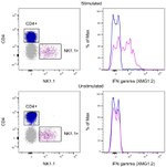 IFN gamma Antibody