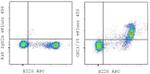 CD21/CD35 Antibody in Flow Cytometry (Flow)