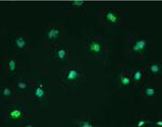 SOX2 Antibody in Immunocytochemistry (ICC/IF)