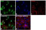 SOX2 Antibody in Immunocytochemistry (ICC/IF)