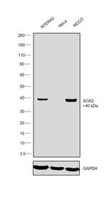 SOX2 Antibody