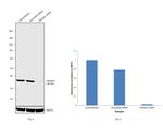 Fibrillarin Antibody in Western Blot (WB)