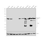 beta Tubulin Antibody in Western Blot (WB)