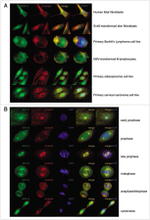 PGP9.5 Antibody in Immunocytochemistry (ICC/IF)