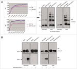 PGP9.5 Antibody in Western Blot (WB)