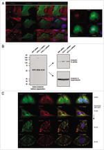 PGP9.5 Antibody in Immunohistochemistry (IHC)