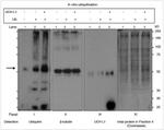 PGP9.5 Antibody in Western Blot (WB)