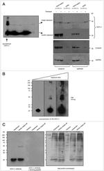 PGP9.5 Antibody in Western Blot (WB)