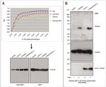 PGP9.5 Antibody in Western Blot (WB)