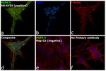 PGP9.5 Antibody in Immunocytochemistry (ICC/IF)