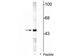 Phospho-MEK5 (Ser311, Thr315) Antibody in Western Blot (WB)