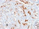 NGF-Receptor (p75)/CD271 Antibody in Immunohistochemistry (Paraffin) (IHC (P))