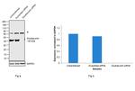 Doublecortin Antibody in Western Blot (WB)