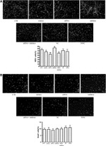 SOX2 Antibody in Immunocytochemistry (ICC/IF)