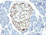 NKX2.2 (Neuroendocrine and Ewing's Sarcoma Marker) Antibody in Immunohistochemistry (Paraffin) (IHC (P))