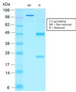 NKX2.2 Antibody in SDS-PAGE (SDS-PAGE)